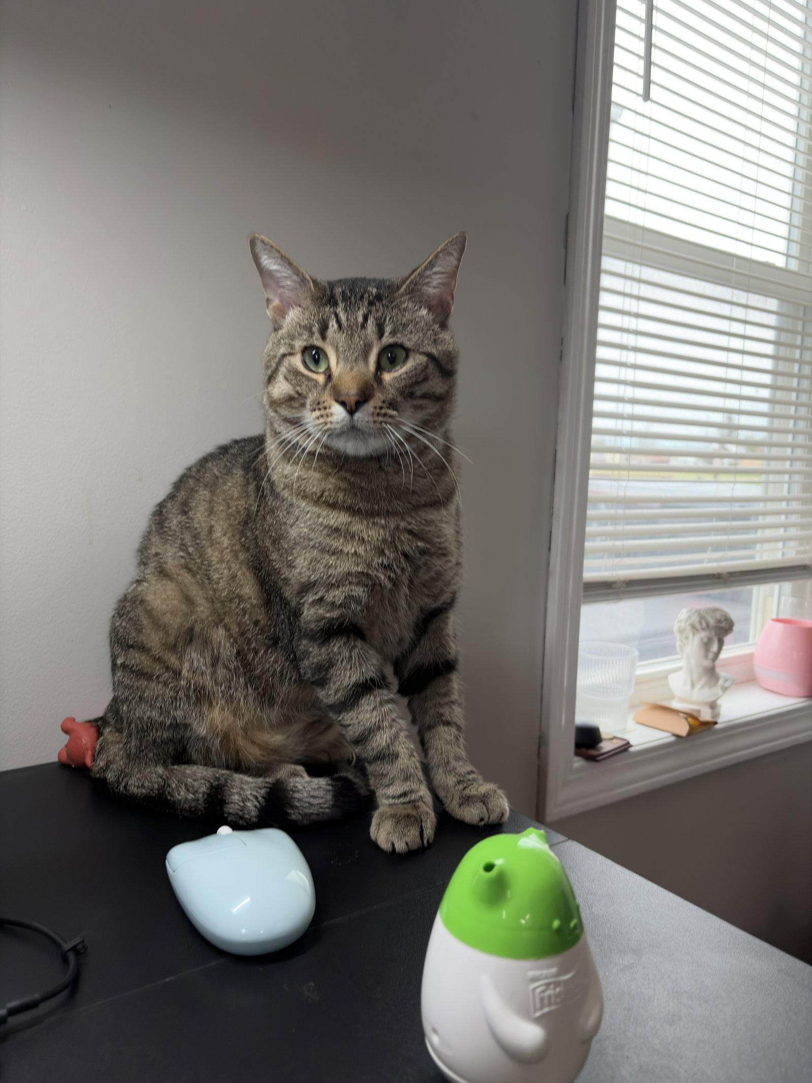 Bruce, a Adopted Domestic Short Hair in Tonawanda, NY image 3/3
