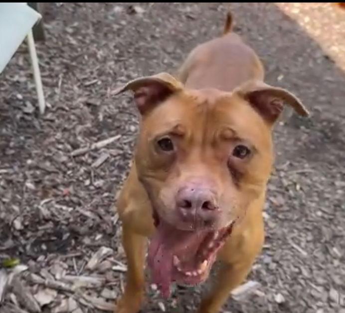 Enlarge Rosie, a Adoptable Pit Bull Terrier in Tonawanda, NY image 1/3