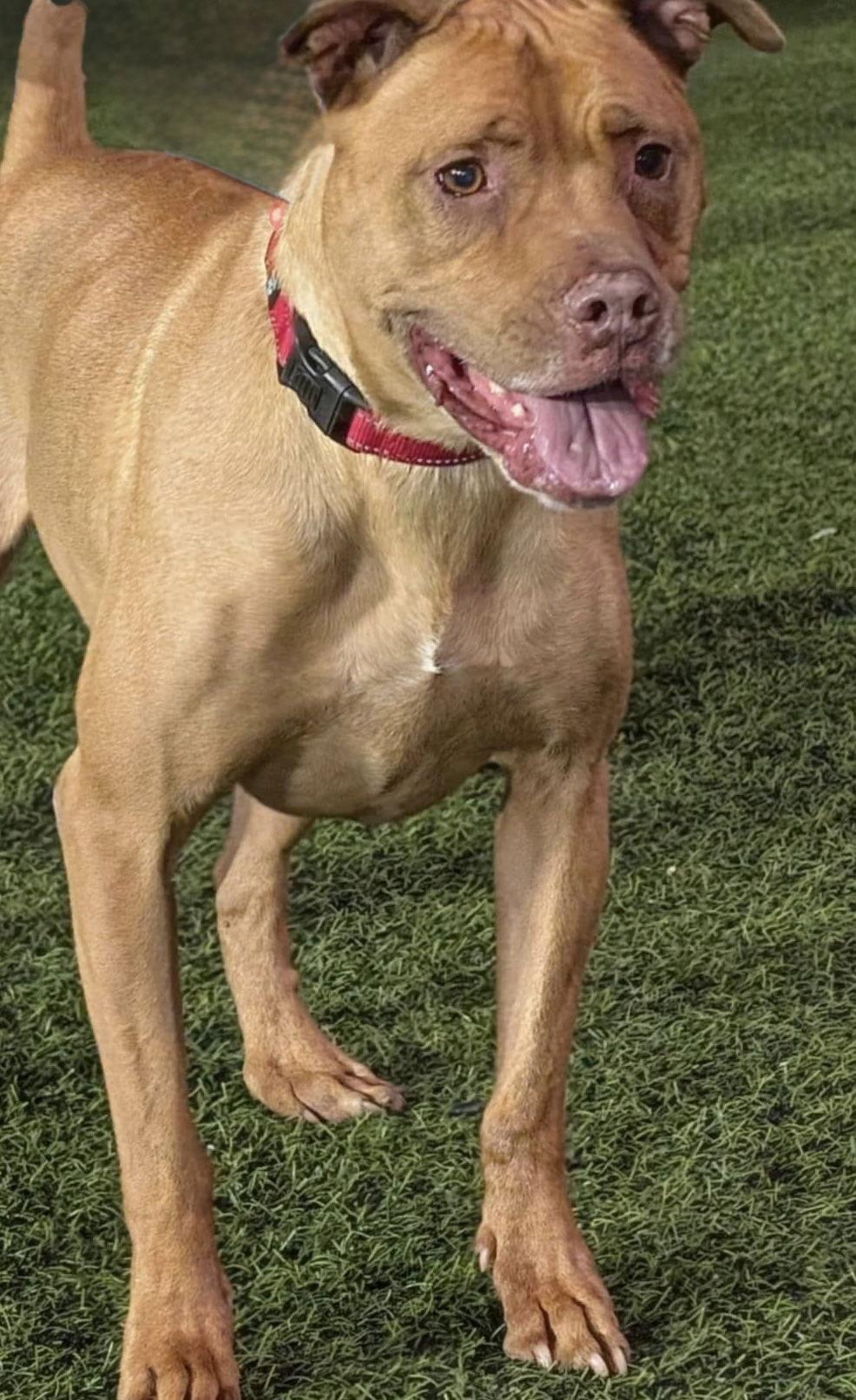 Enlarge Rosie, a Adoptable Pit Bull Terrier in Tonawanda, NY image 3/3