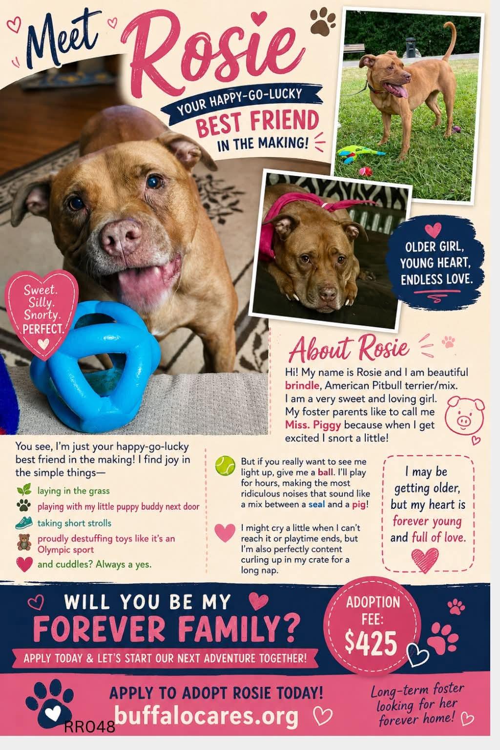 Rosie, a Adoptable Pit Bull Terrier in Tonawanda, NY image 3/3