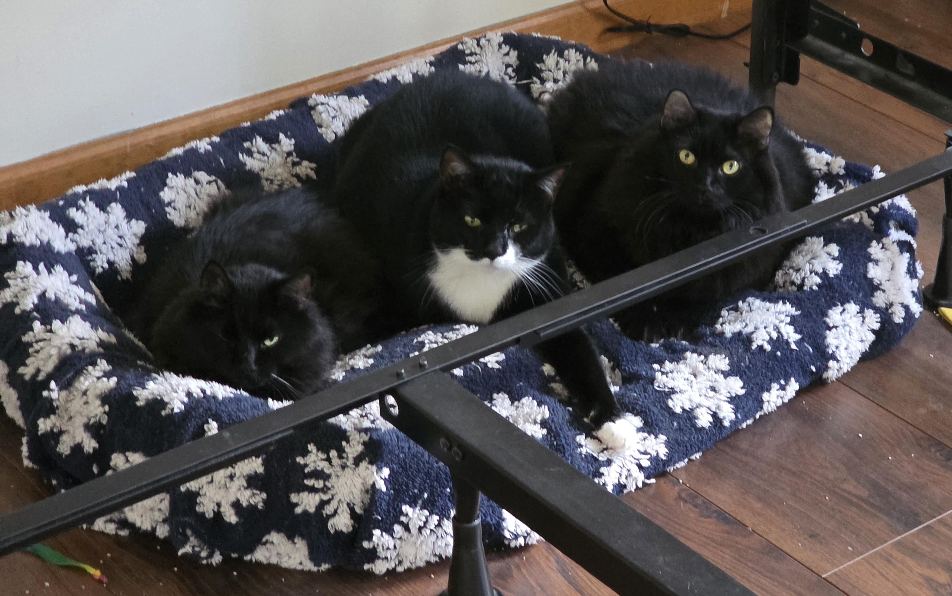 Enlarge Hissie Fit (and Little), a Adoptable Domestic Long Hair in Jamesville, NY image 5/6