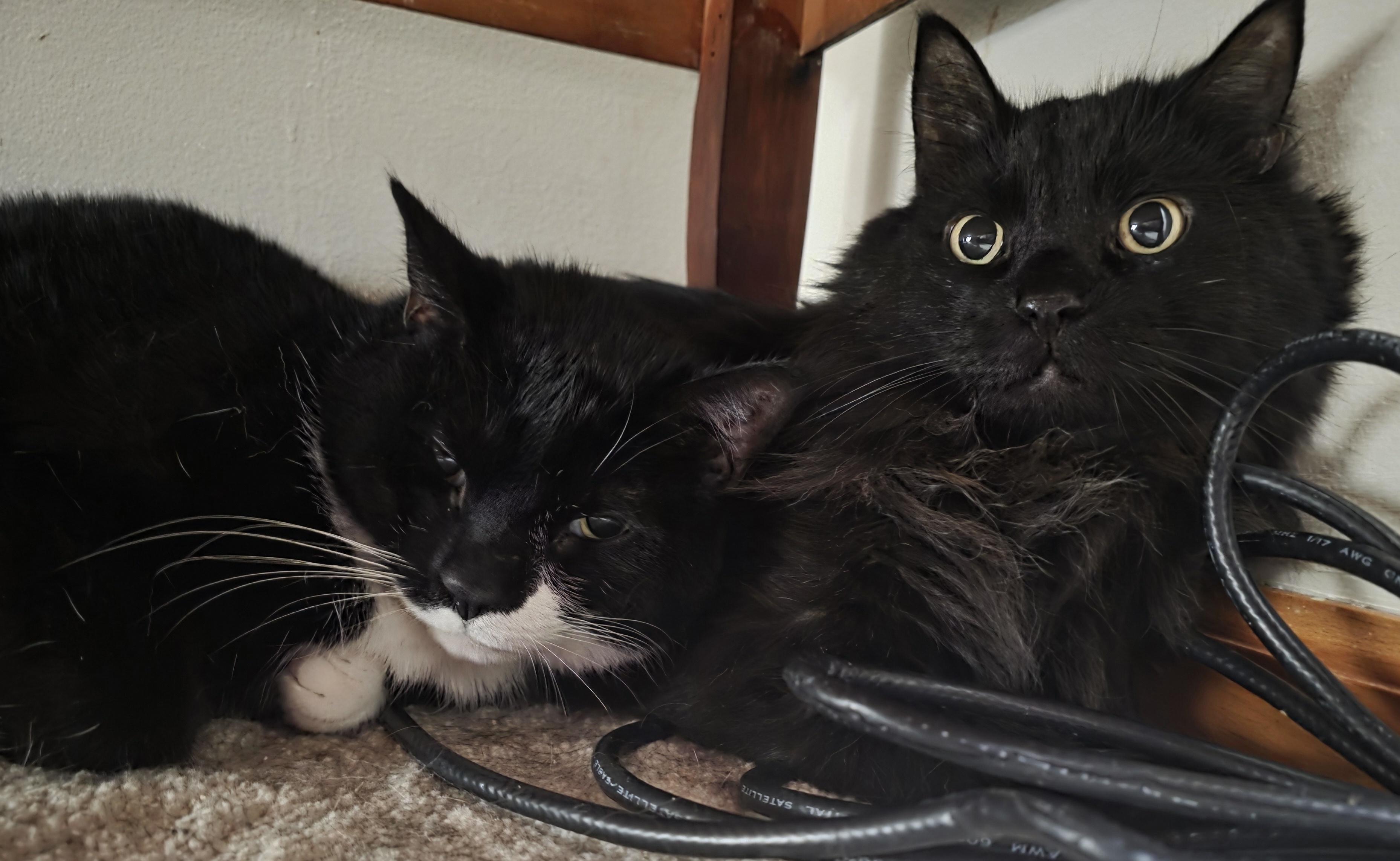 Enlarge Hissie Fit, an adoptable Domestic Long Hair in Jamesville, NY image 4/5