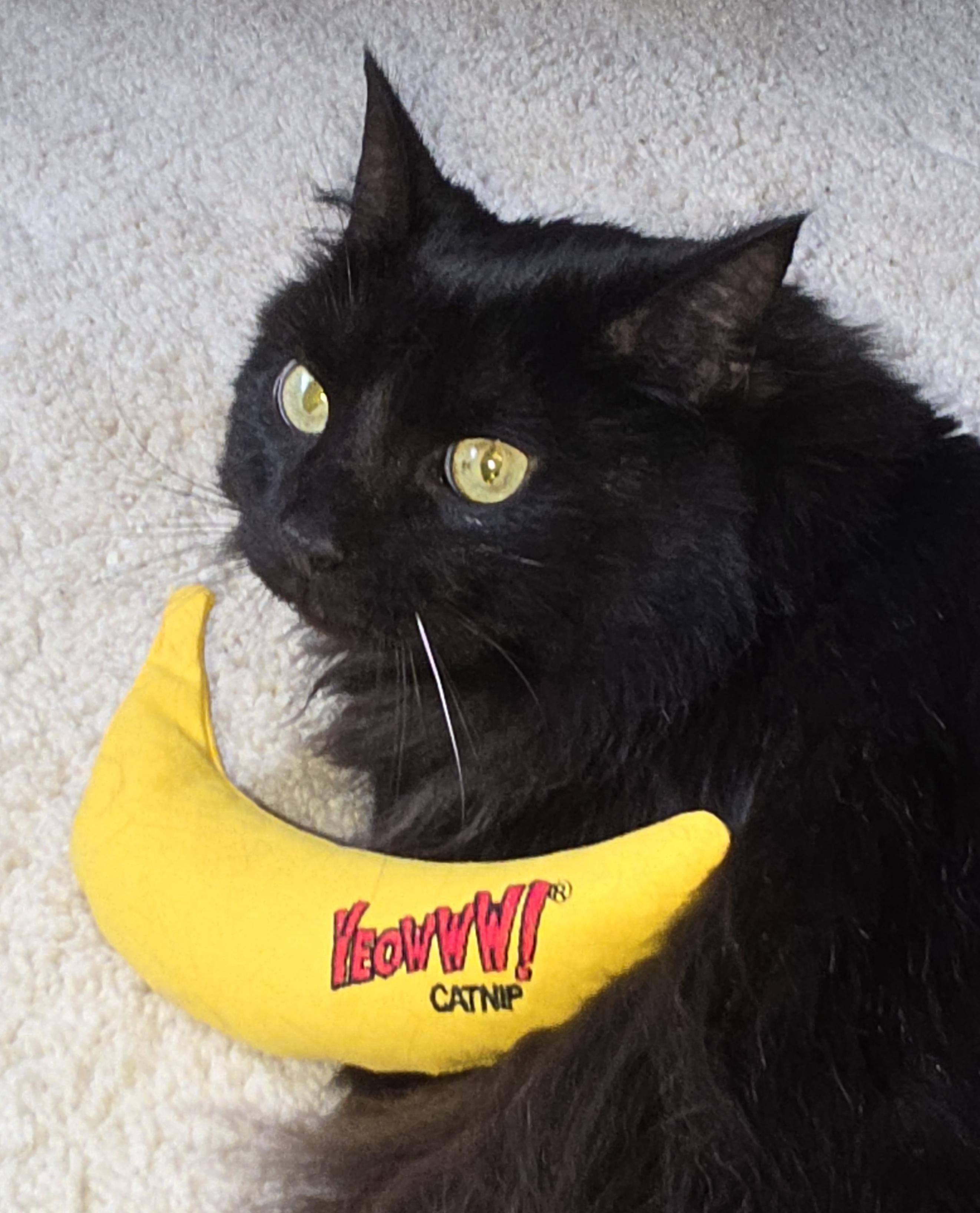Hissie Fit, adoptable, Adult Female Domestic Long Hair.