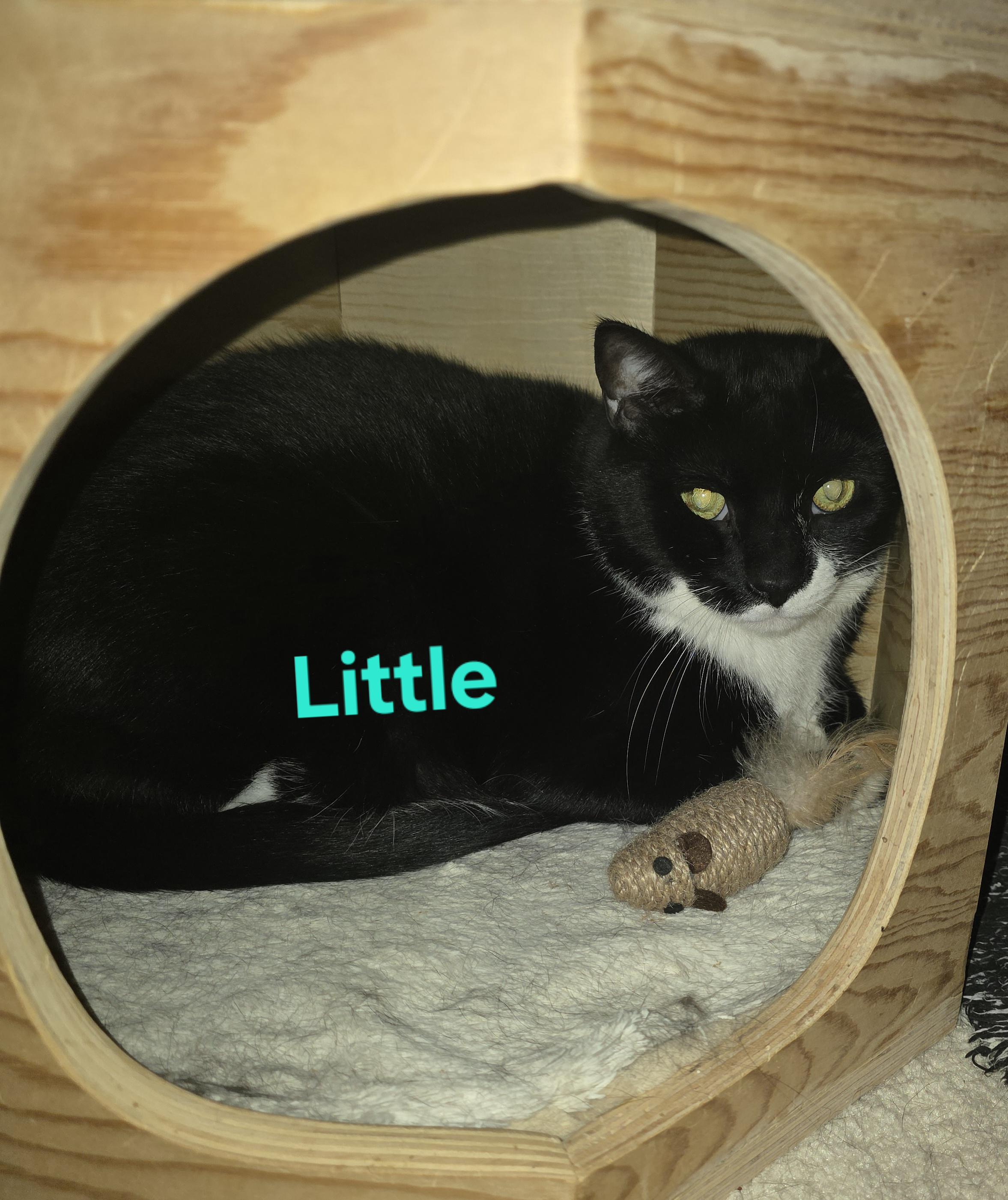 Hissie Fit (and Little), an adoptable Domestic Long Hair in Jamesville, NY image 4/4