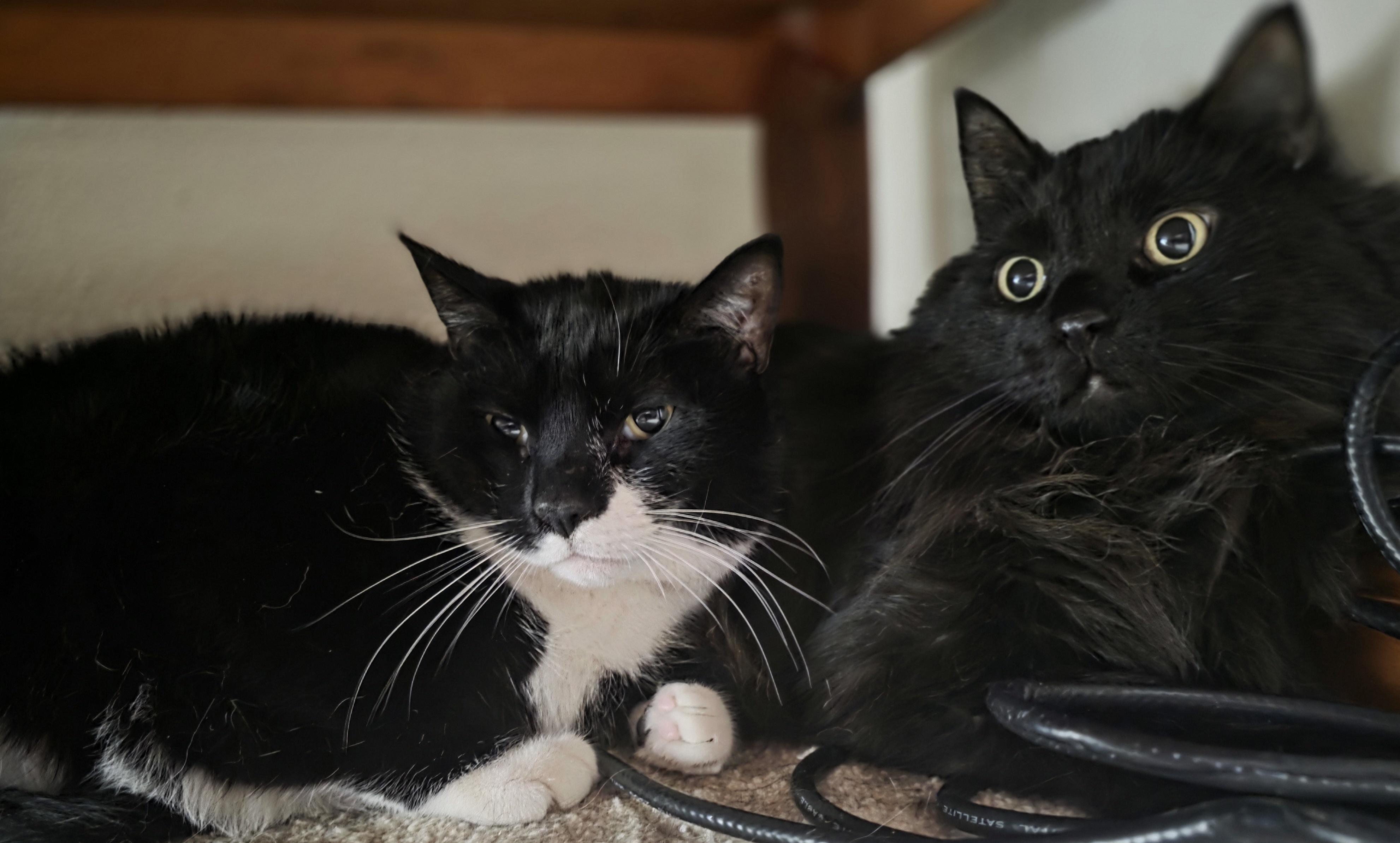 Enlarge Hissie Fit, an adoptable Domestic Long Hair in Jamesville, NY image 5/5