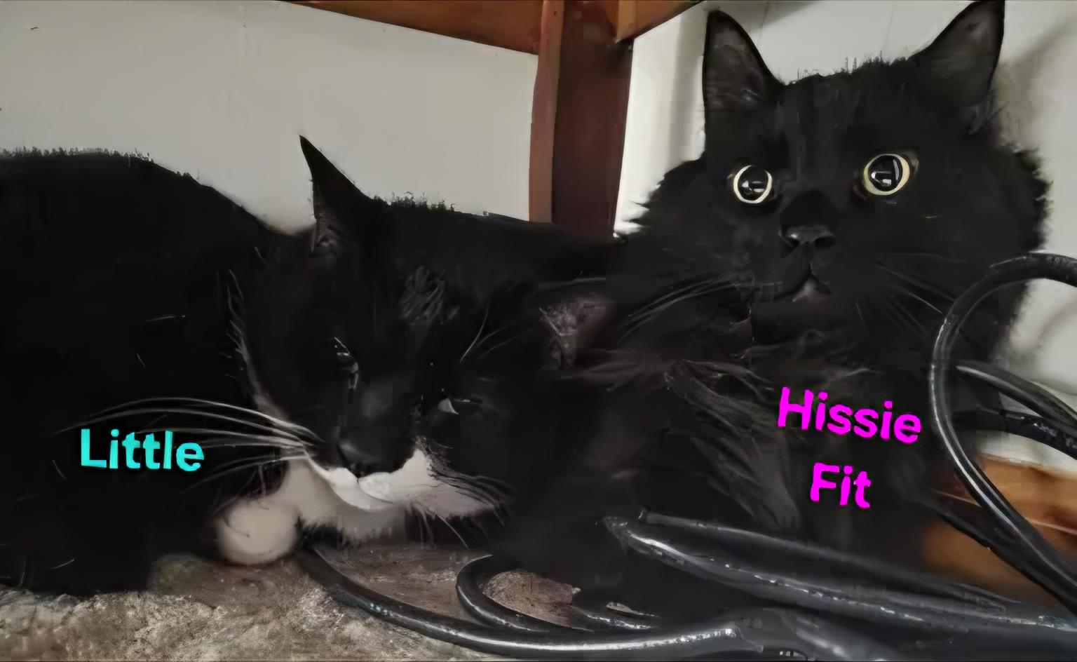 Hissie Fit (and Little), an adoptable Domestic Long Hair in Jamesville, NY image 1/4