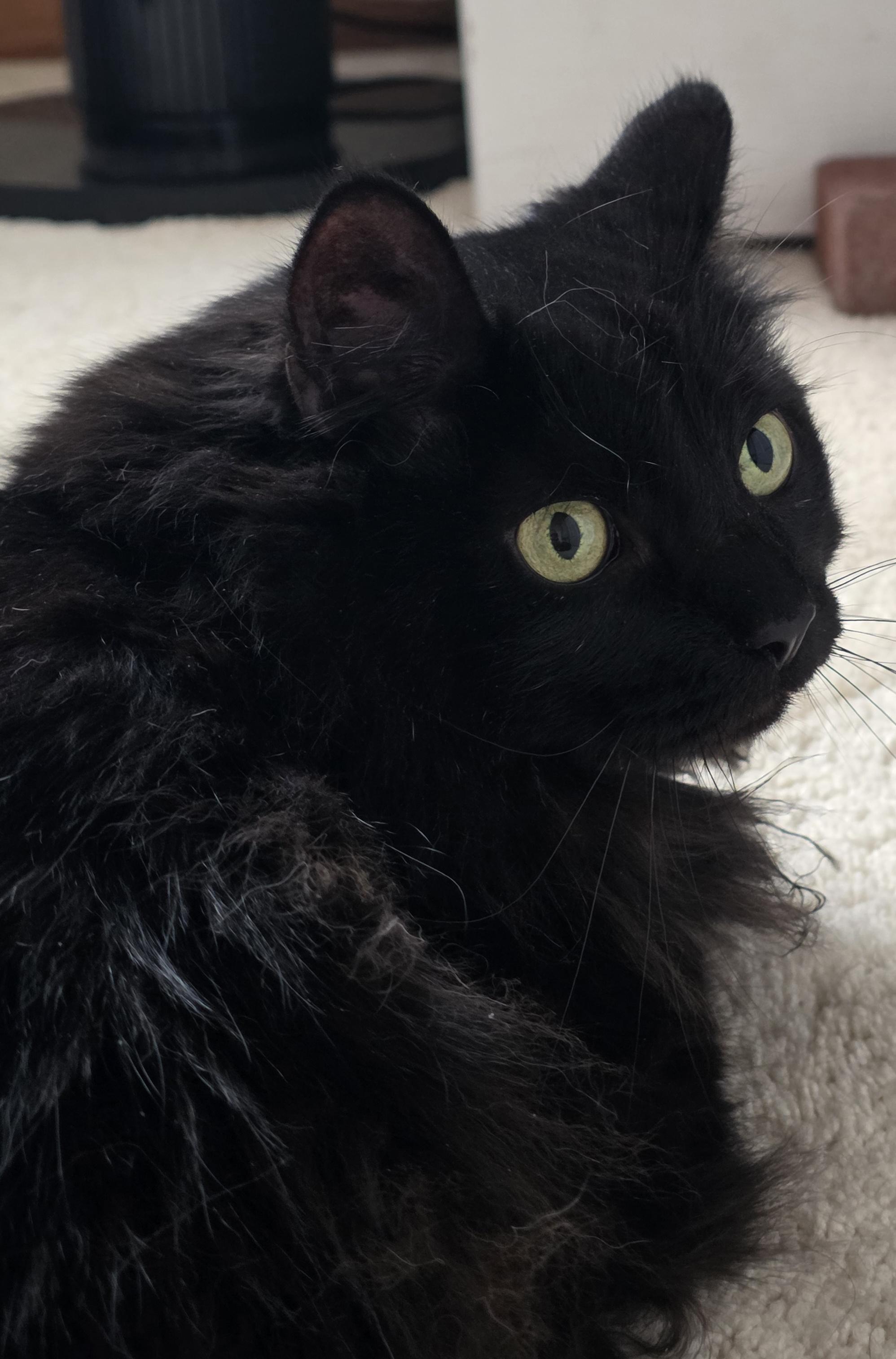 Enlarge Hissie Fit, an adoptable Domestic Long Hair in Jamesville, NY image 2/5