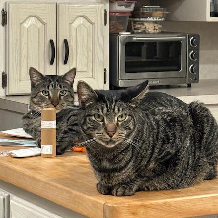 Tarzan and Sully - FULLY SPONSORED, Adoptable, Adult Male Tabby & Domestic Short Hair.