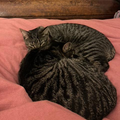 Enlarge Tarzan and Sully - FULLY SPONSORED, a Adoptable mixed breed in Harrisburg, PA image 5/6