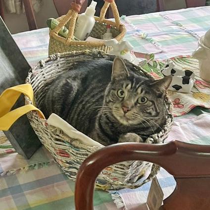 Enlarge Tarzan and Sully - FULLY SPONSORED, a Adoptable mixed breed in Harrisburg, PA image 6/6