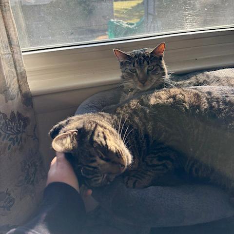 Enlarge Tarzan and Sully - FULLY SPONSORED, a Adoptable mixed breed in Harrisburg, PA image 4/6