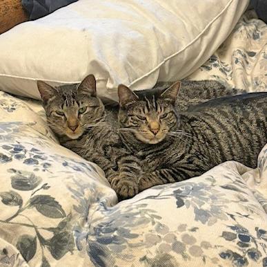 Enlarge Tarzan and Sully - FULLY SPONSORED, a Adoptable mixed breed in Harrisburg, PA image 2/6