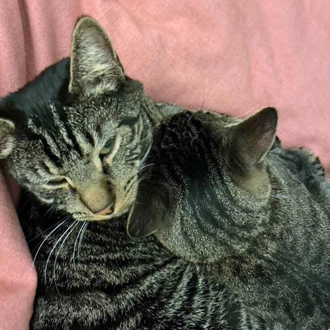 Enlarge Tarzan and Sully - FULLY SPONSORED, a Adoptable mixed breed in Harrisburg, PA image 3/6