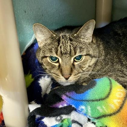 Buddy (Bashful Buddy), a Adoptable Domestic Short Hair in Wheaton, IL image 1/2