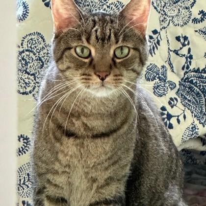 Buddy (Bashful Buddy), a Adoptable Domestic Short Hair in Wheaton, IL image 2/2