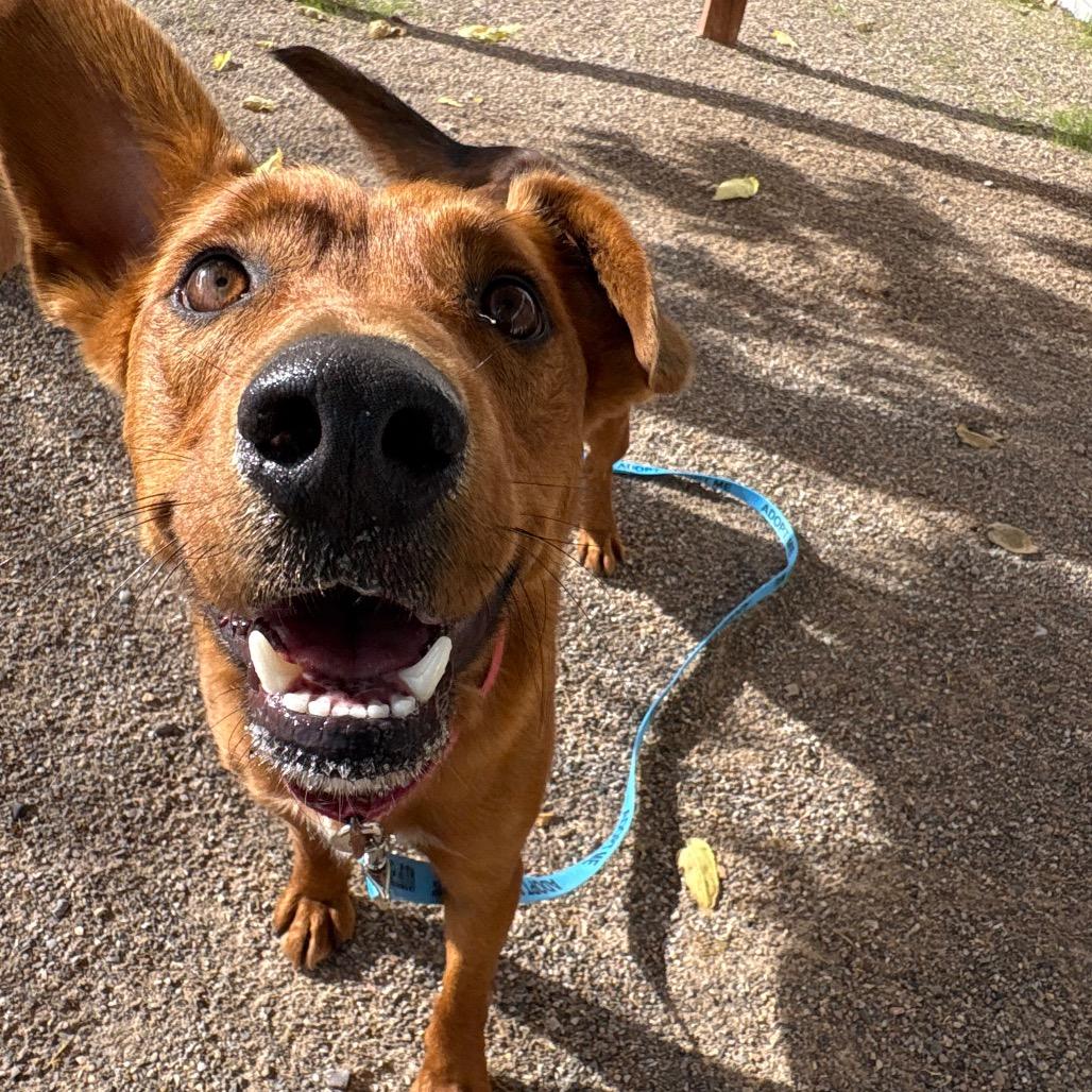 Colby, Adoptable, Adult Male Australian Kelpie & Mixed Breed.