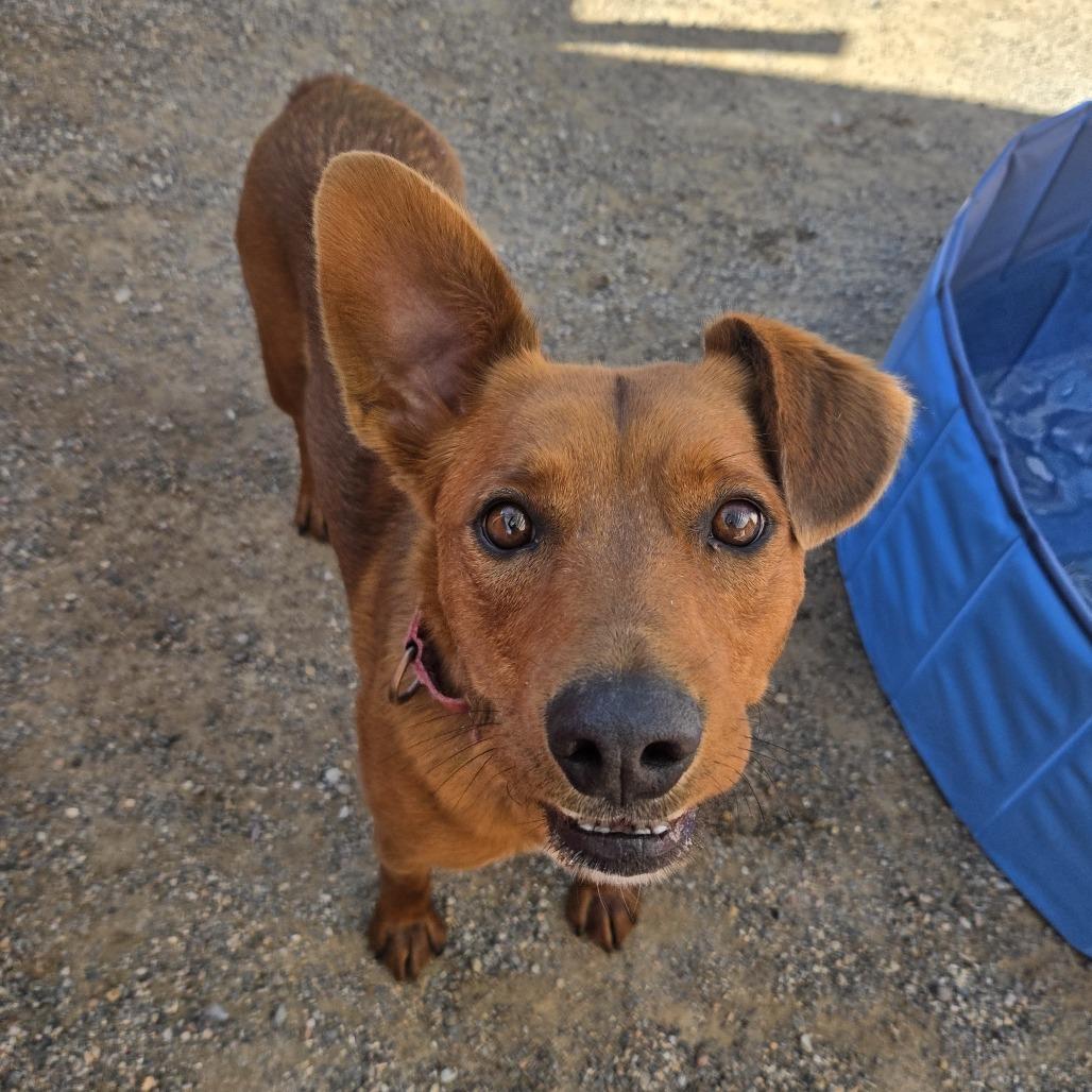 Enlarge Colby, a Adoptable mixed breed in Albuquerque, NM image 2/6