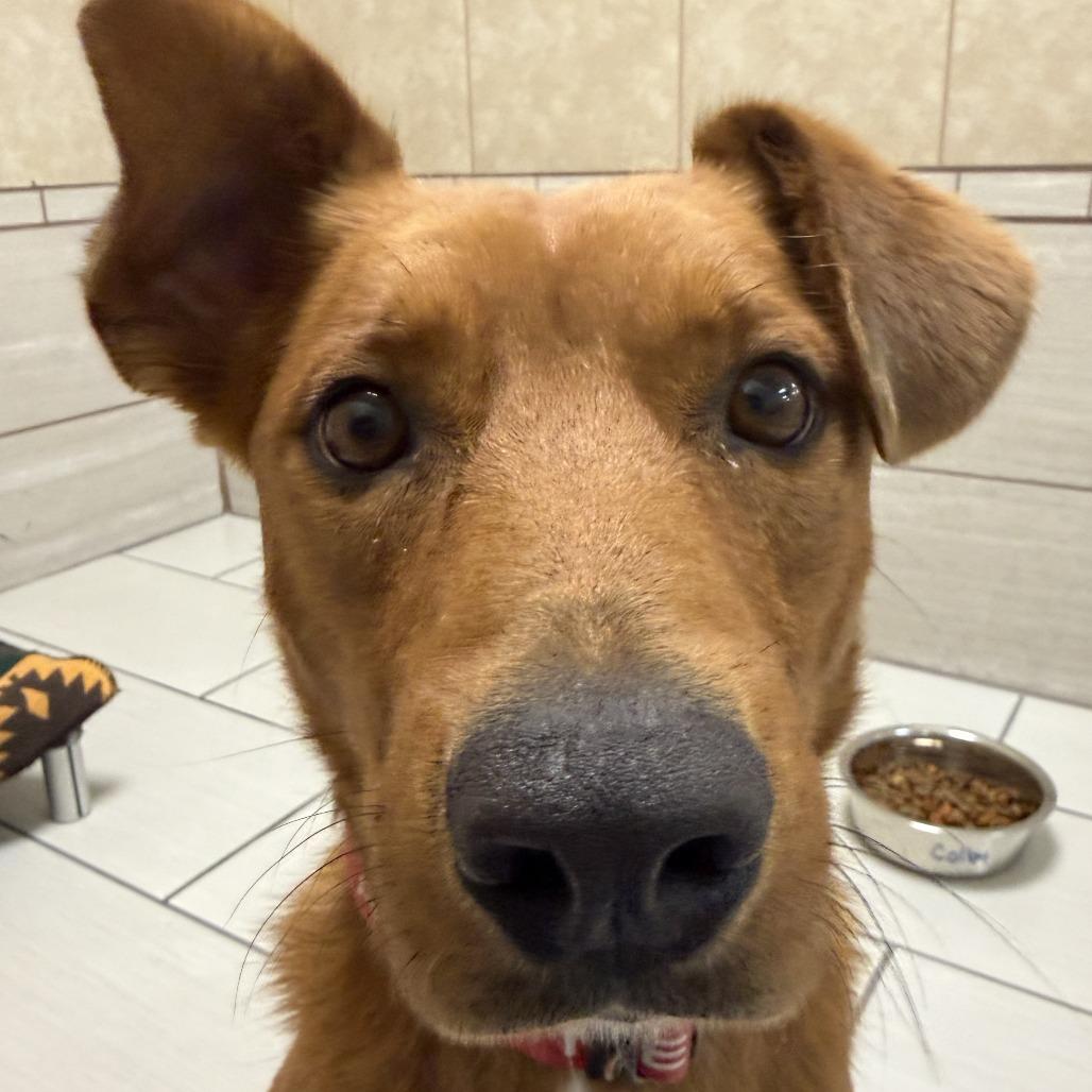 Enlarge Colby, a Adoptable mixed breed in Albuquerque, NM image 3/6