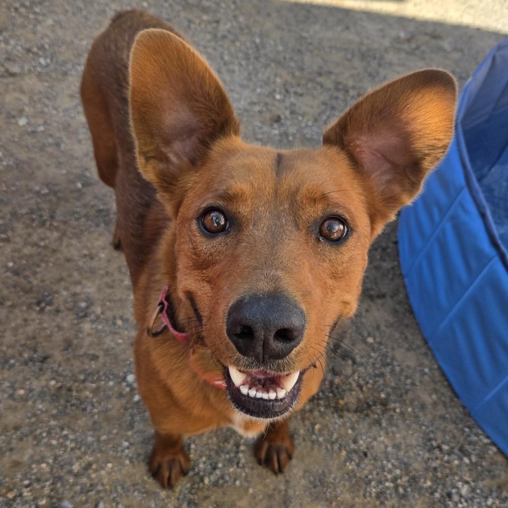 Enlarge Colby, a Adoptable mixed breed in Albuquerque, NM image 5/6