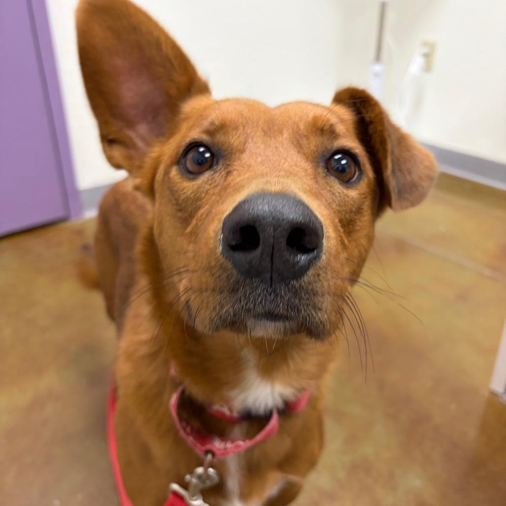 Enlarge Colby, a Adoptable mixed breed in Albuquerque, NM image 6/6