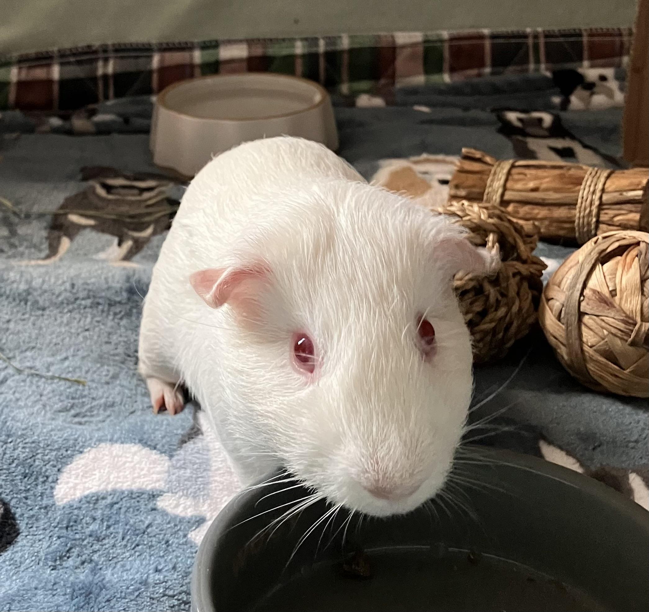 Enlarge Hubble, a Adoptable Guinea Pig in San Jose, CA image 1/1