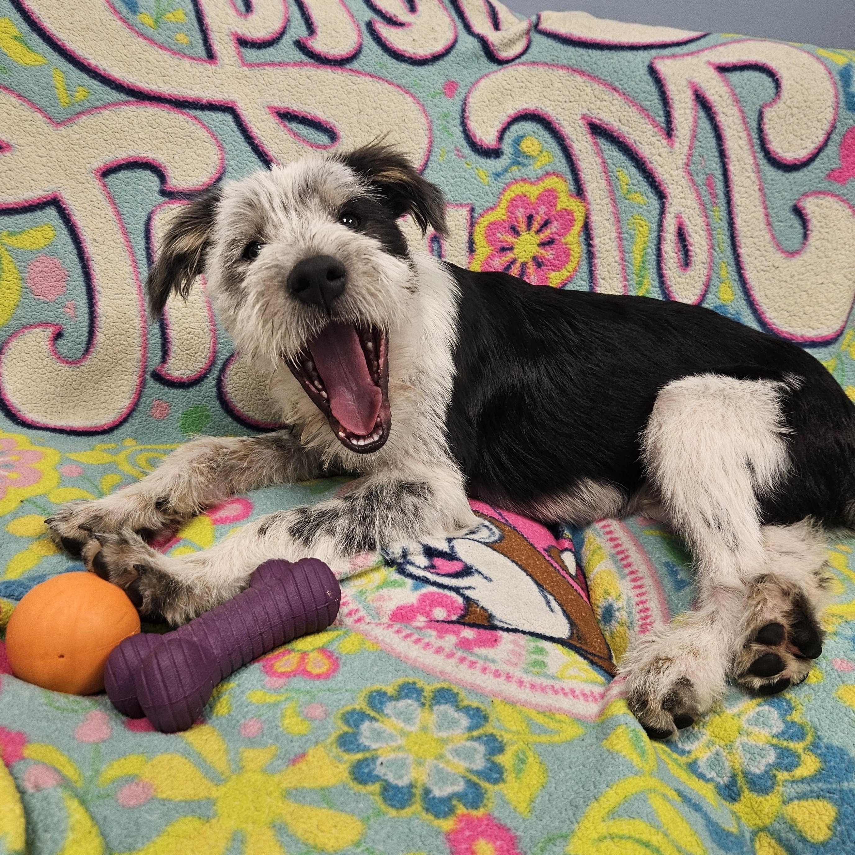 Enlarge Pancake, an adopted mixed breed in Livonia, MI image 2/6