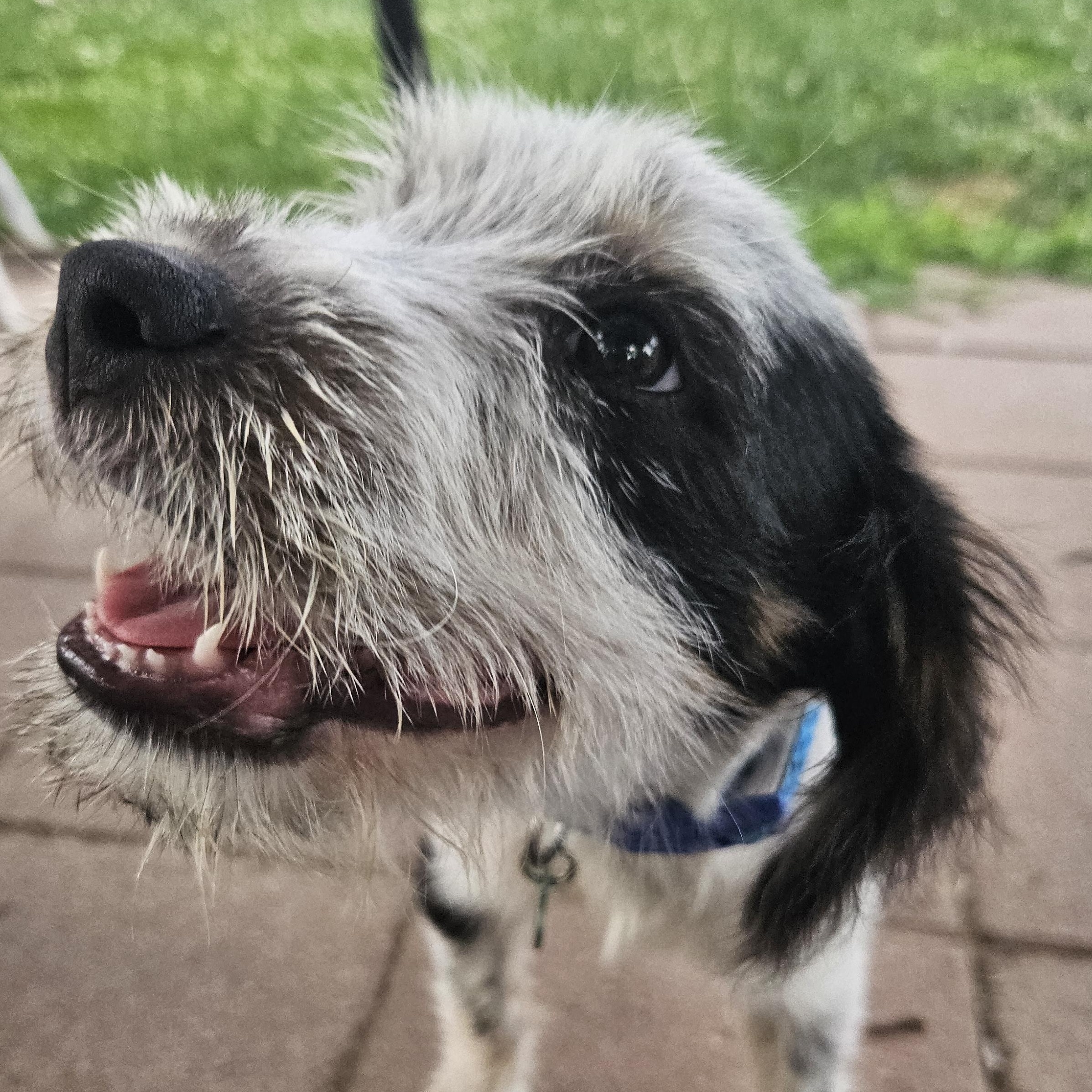Enlarge Pancake, an adopted mixed breed in Livonia, MI image 3/6