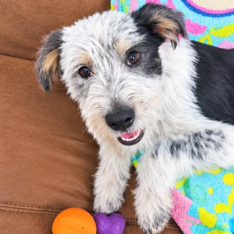 Pancake, adopted, Puppy Male Schnauzer & Terrier.