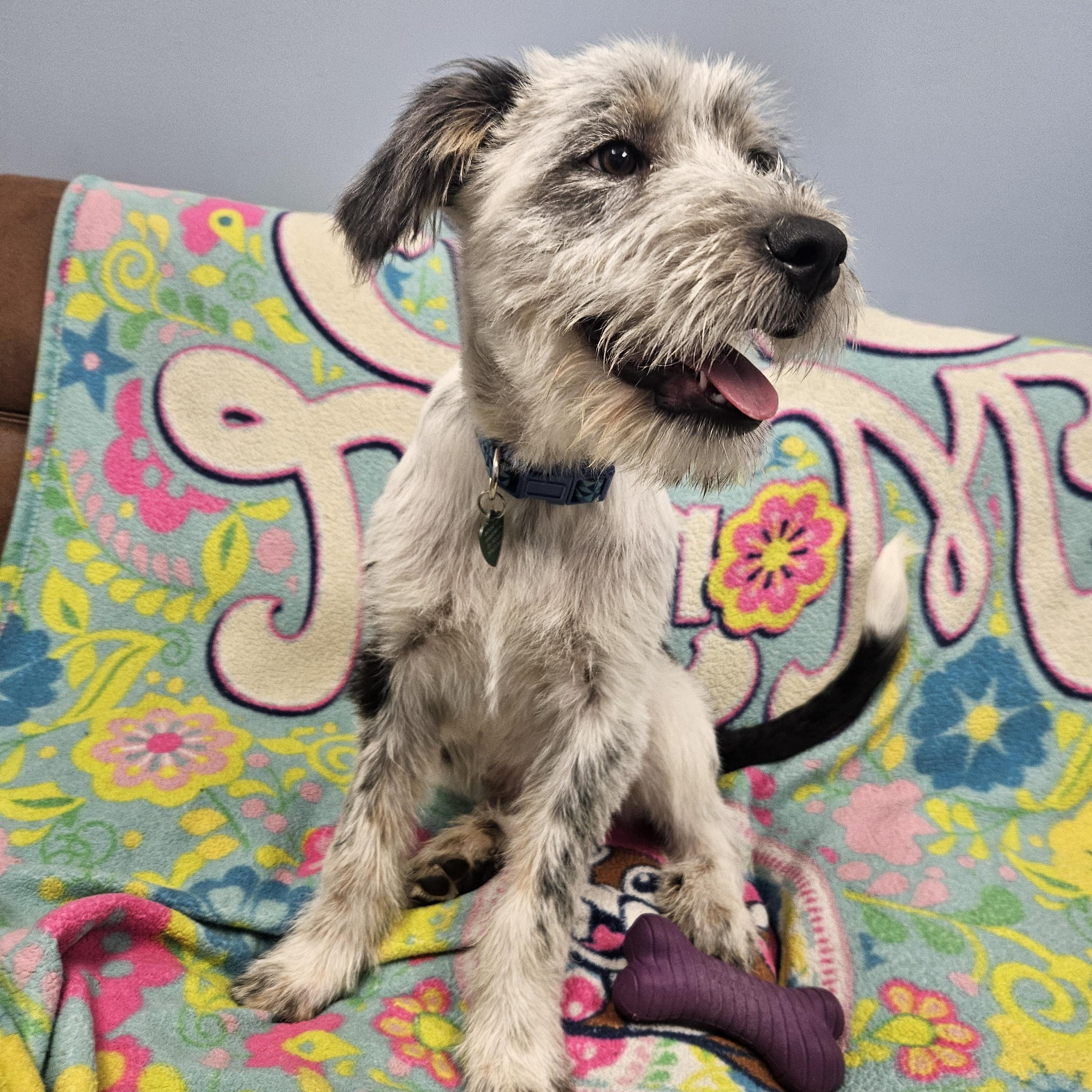 Enlarge Pancake, an adopted mixed breed in Livonia, MI image 6/6