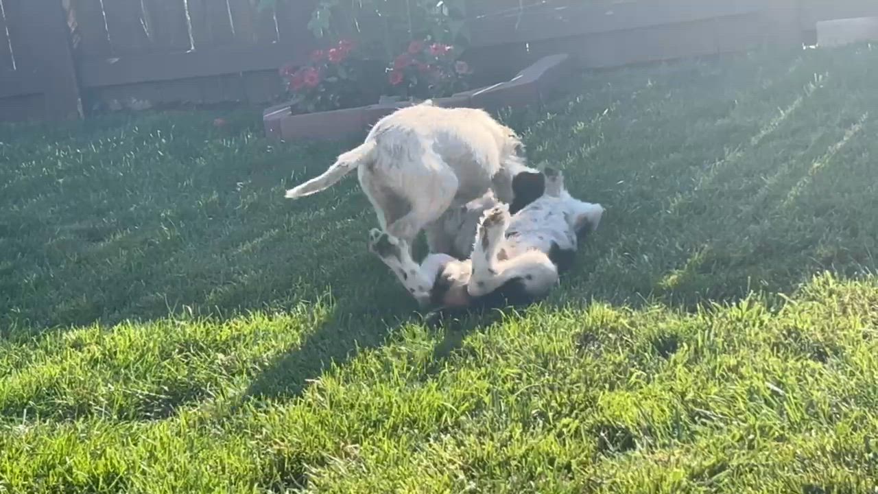 Enlarge Pancake, an adopted mixed breed in Livonia, MI video 5/6