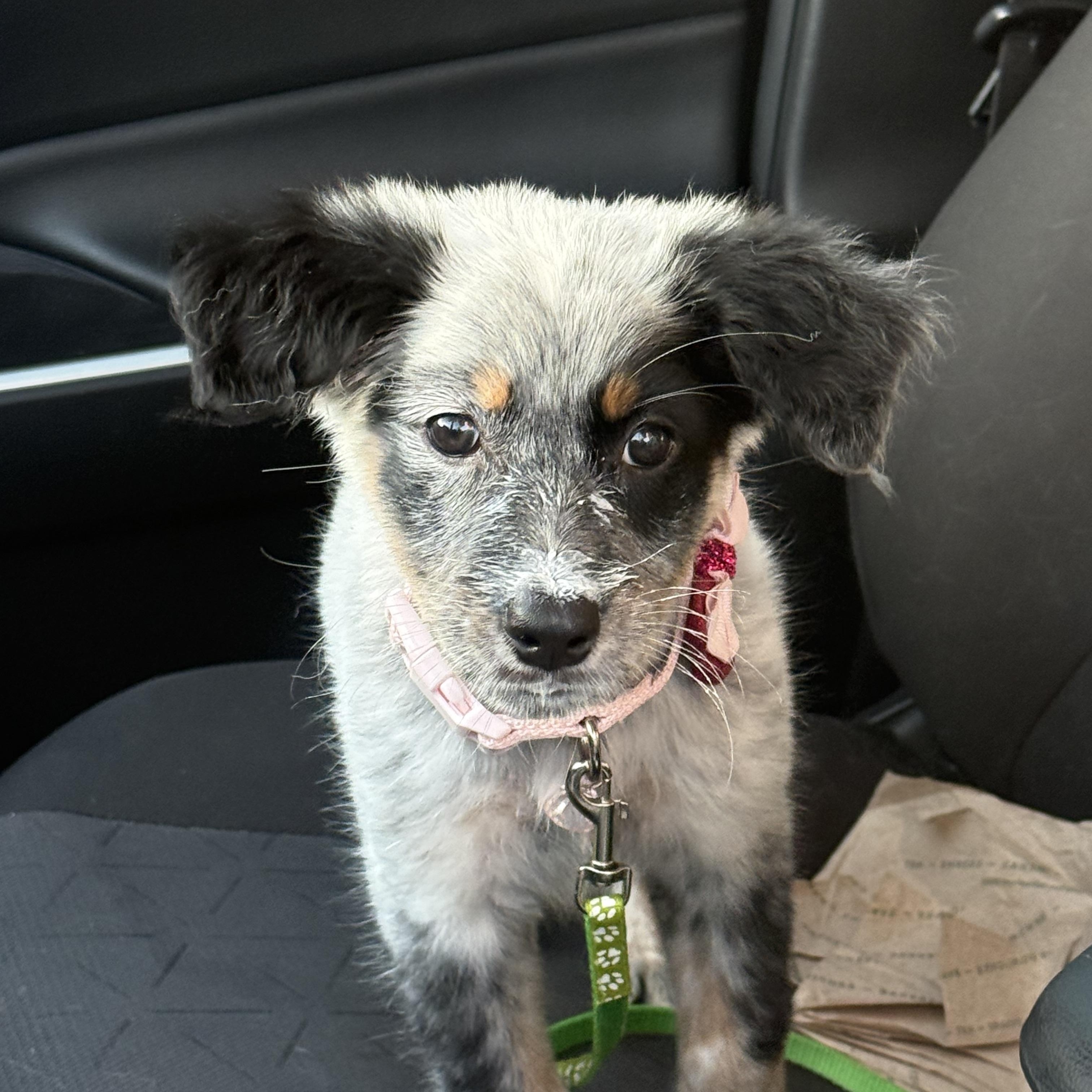 Gala, adopted, Puppy Female Australian Shepherd & Australian Cattle Dog / Blue Heeler.