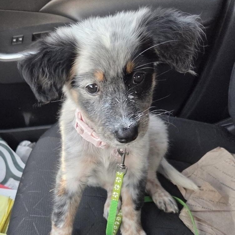 Gala, an adopted mixed breed in Portland, ME image 3/4