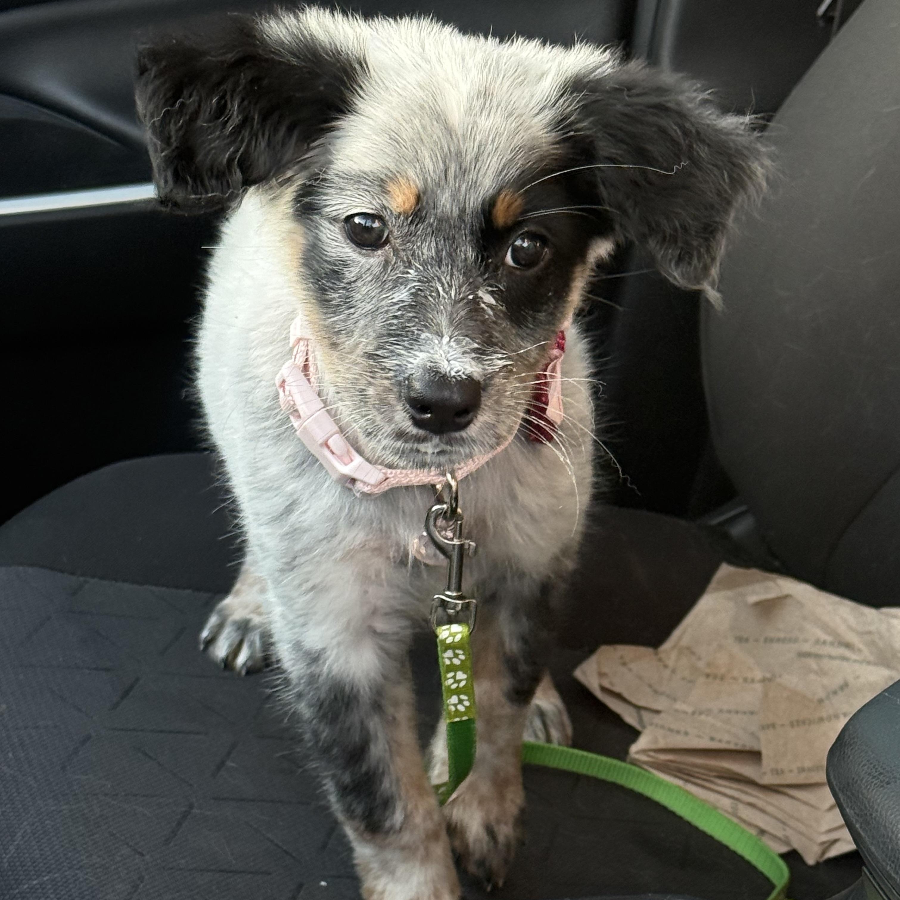 Gala, an adopted mixed breed in Portland, ME image 2/4
