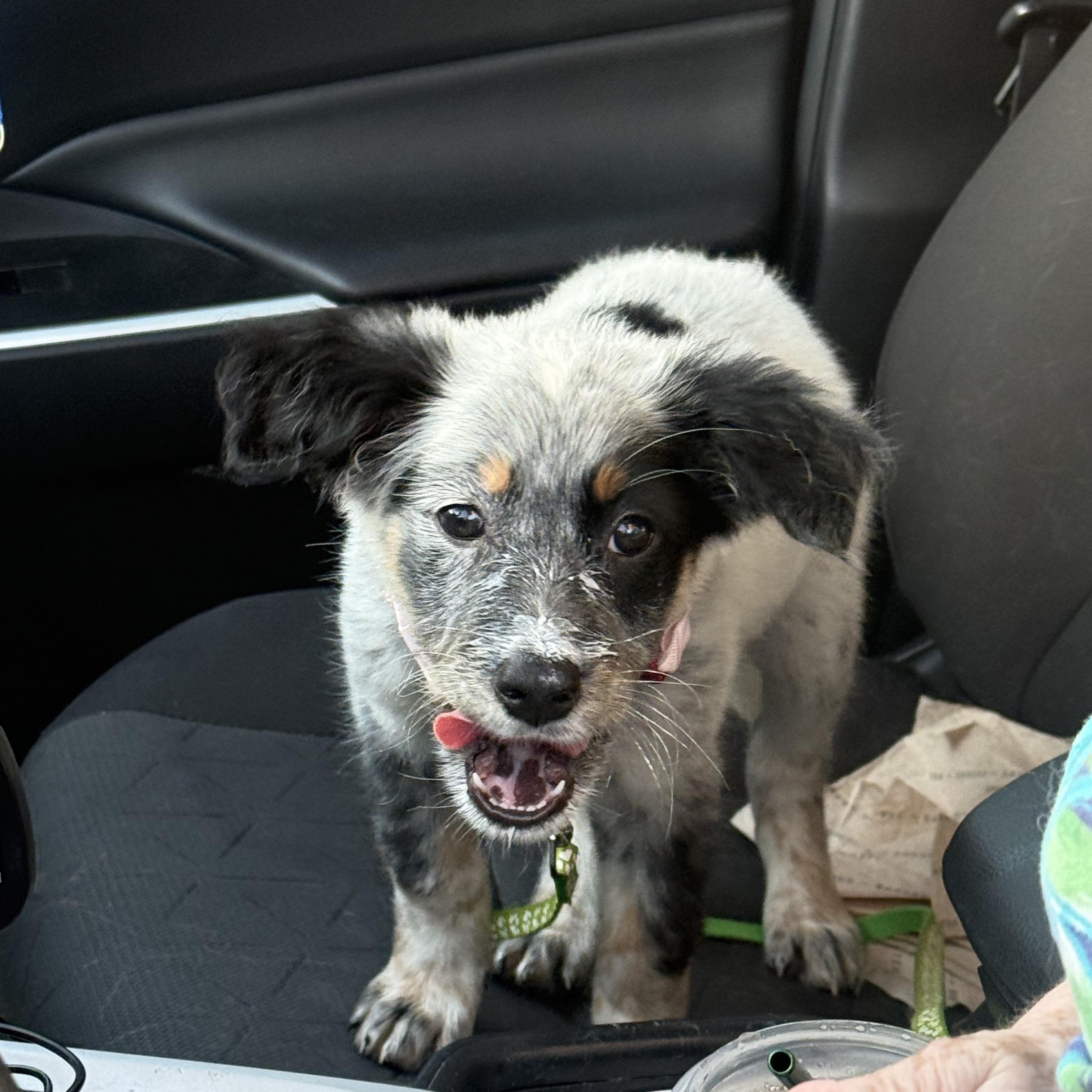 Gala, an adopted mixed breed in Portland, ME image 4/4