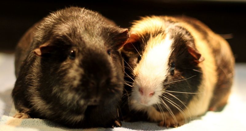Alice and Andie, adoptable, Young Female Guinea Pig.