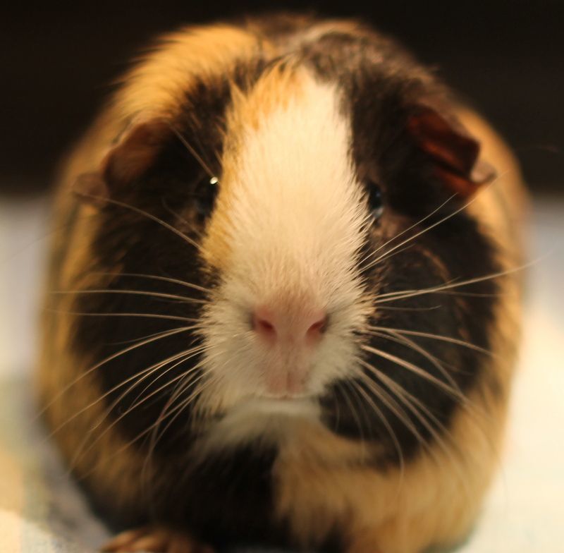 Enlarge Alice and Andie, an adoptable Guinea Pig in Budd Lake, NJ image 2/6