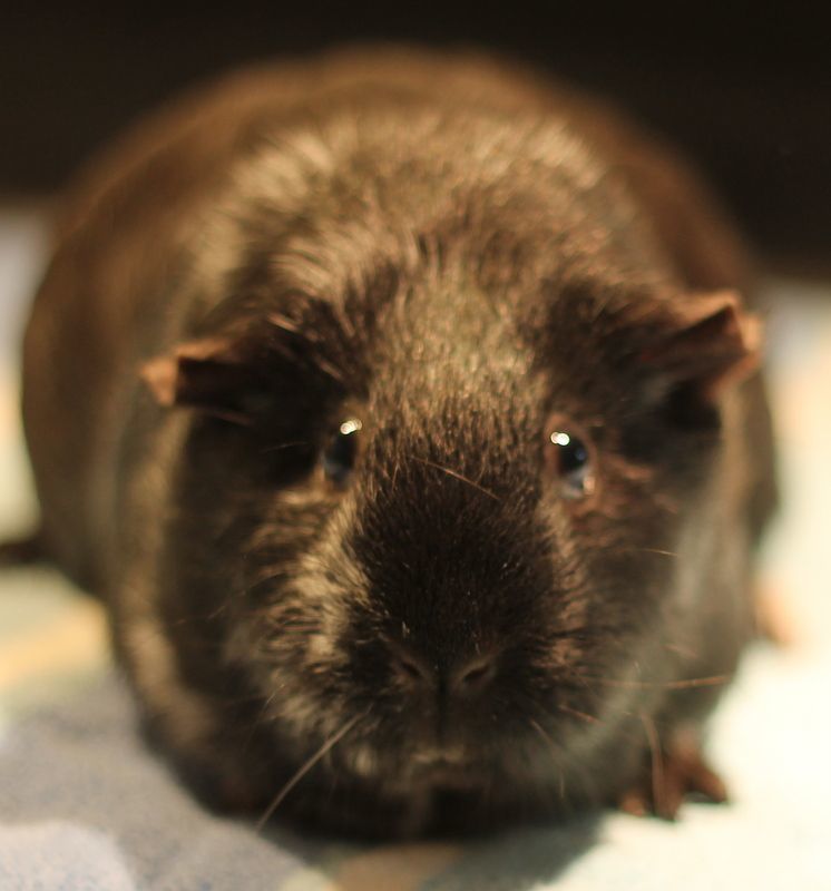 Enlarge Alice and Andie, an adoptable Guinea Pig in Budd Lake, NJ image 3/6