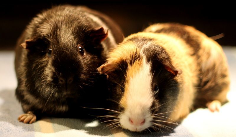 Enlarge Alice and Andie, an adoptable Guinea Pig in Budd Lake, NJ image 4/6