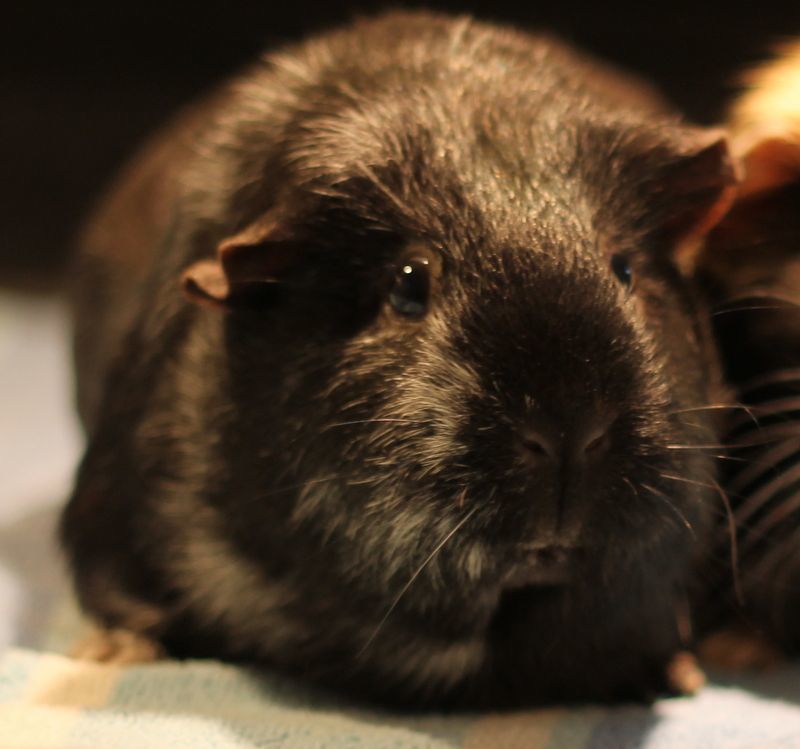 Enlarge Alice and Andie, an adoptable Guinea Pig in Budd Lake, NJ image 5/6