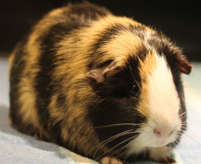 Enlarge Alice and Andie, an adoptable Guinea Pig in Budd Lake, NJ image 6/6