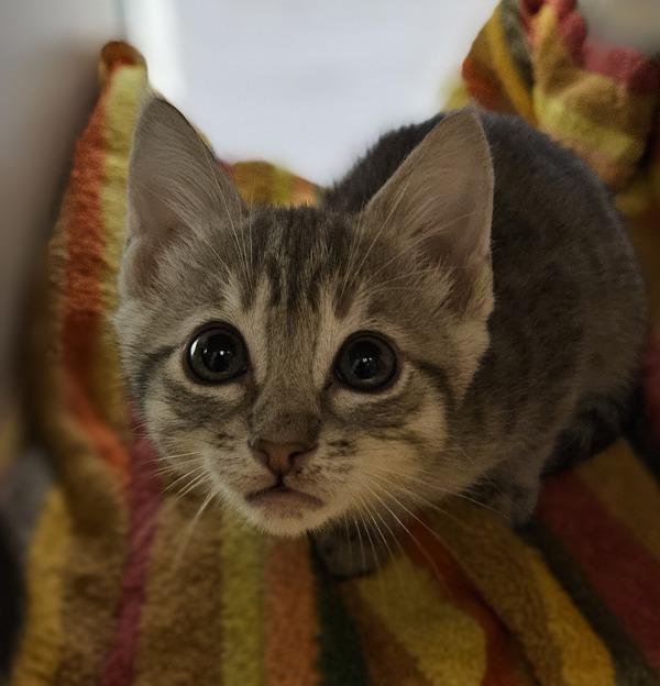 Chakra, Adoptable, Kitten Female Domestic Short Hair.