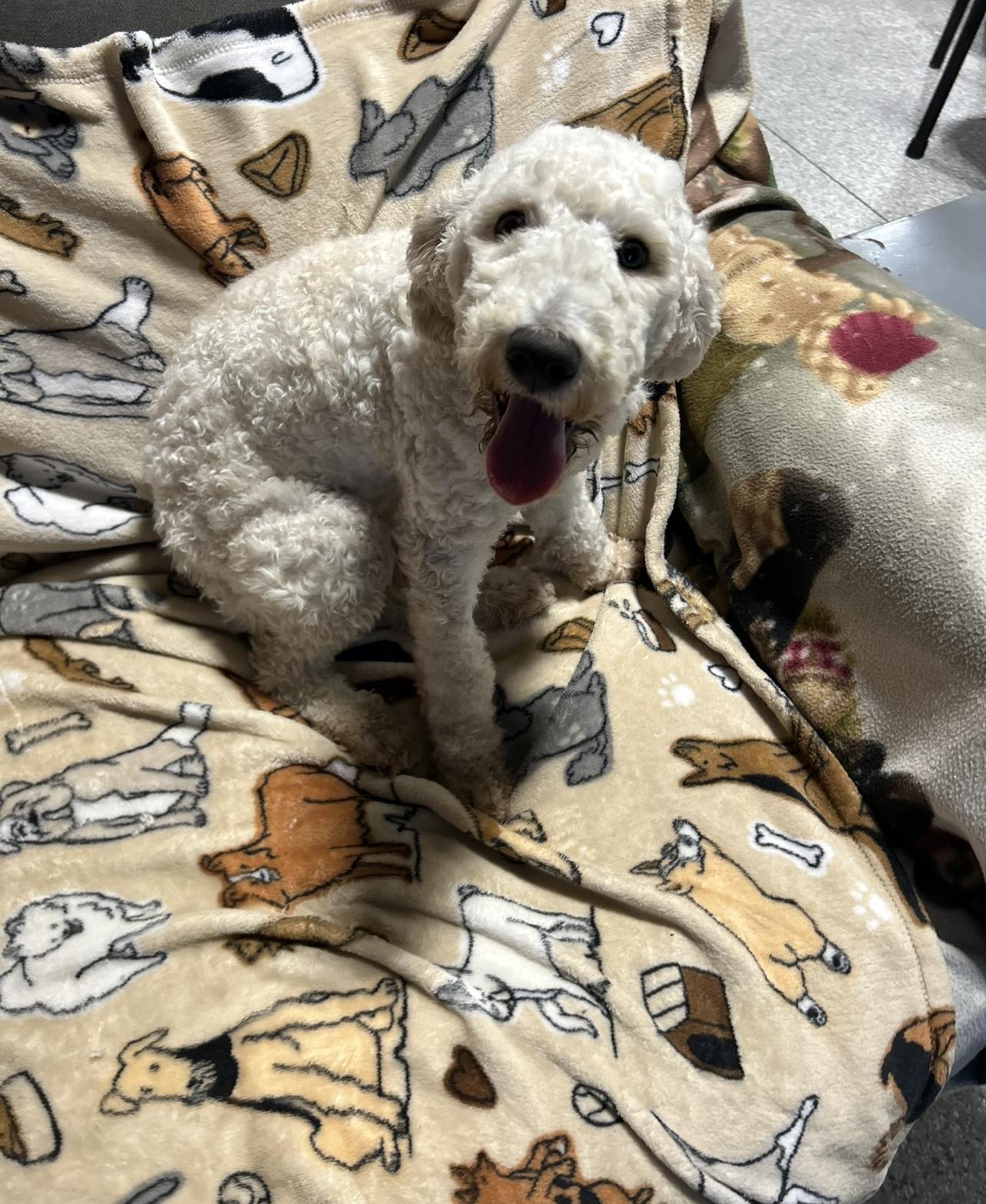 Rosie , a hold Standard Poodle in Antwerp, OH image 1/2