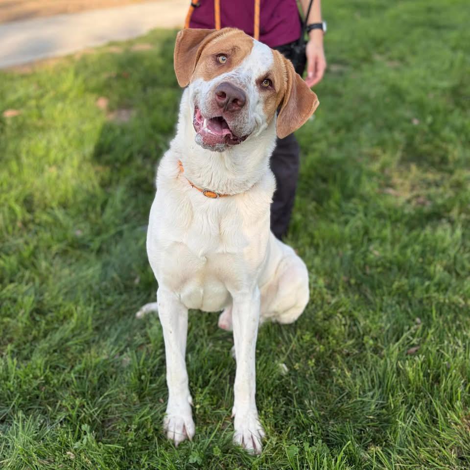 Huck — thumbnail 2