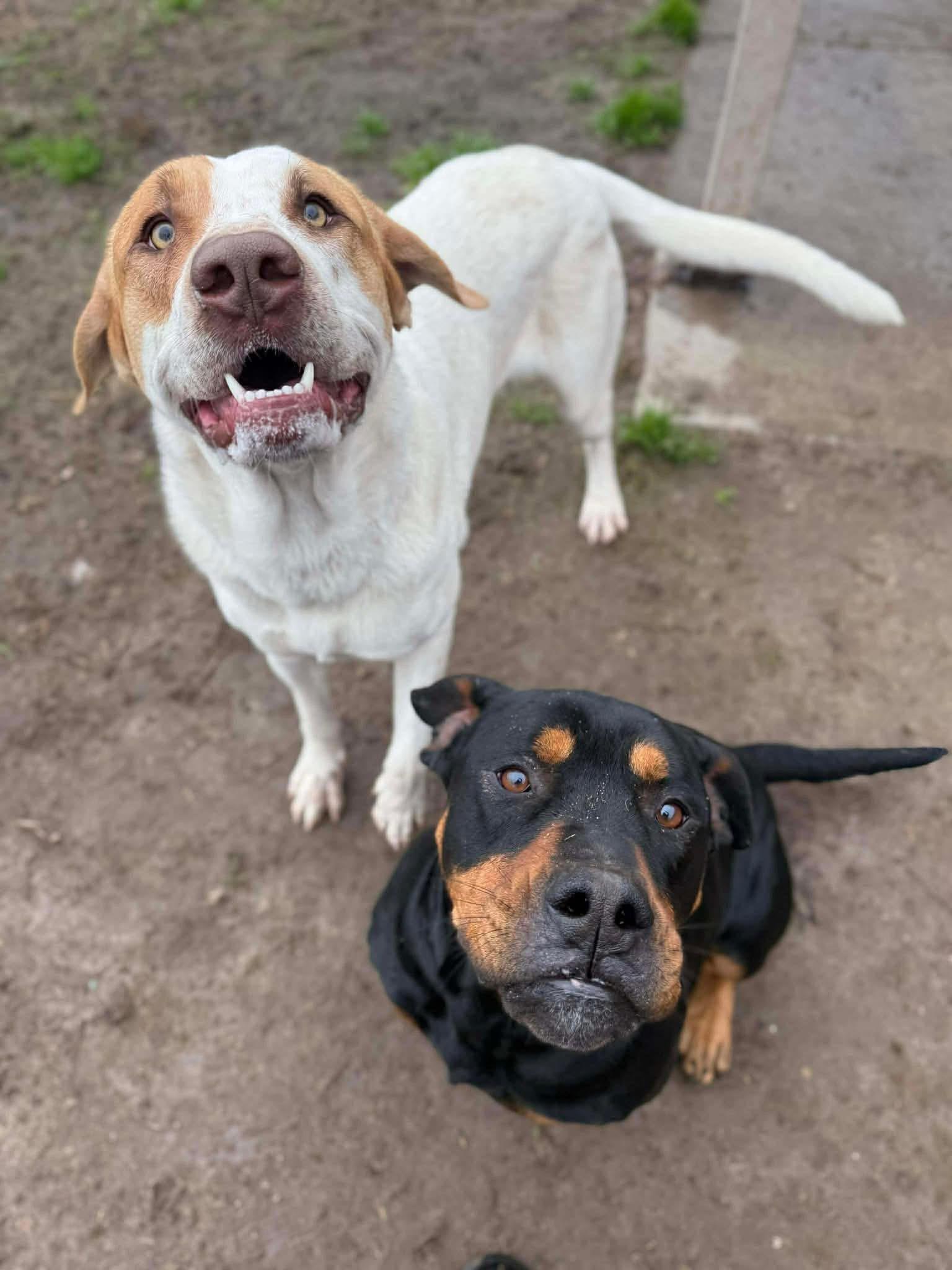 Huck — thumbnail 3