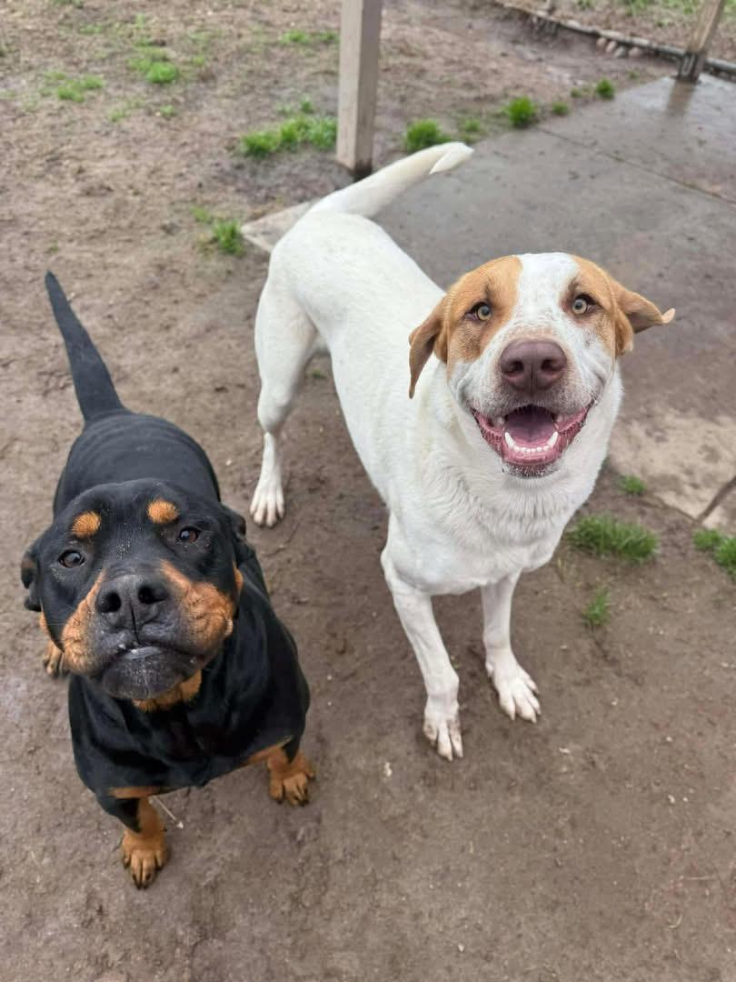 Huck — thumbnail 4