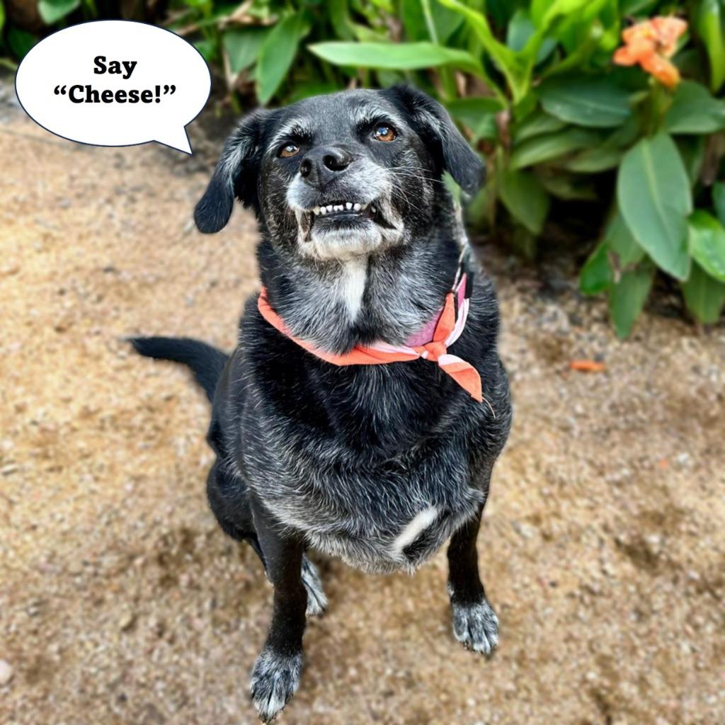Chase, Adoptable, Adult Male Labrador Retriever & Mixed Breed.