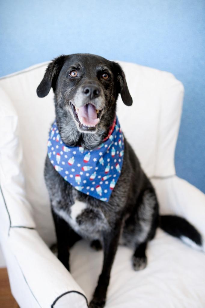 Enlarge Chase, a Adoptable mixed breed in Seagoville, TX image 2/4