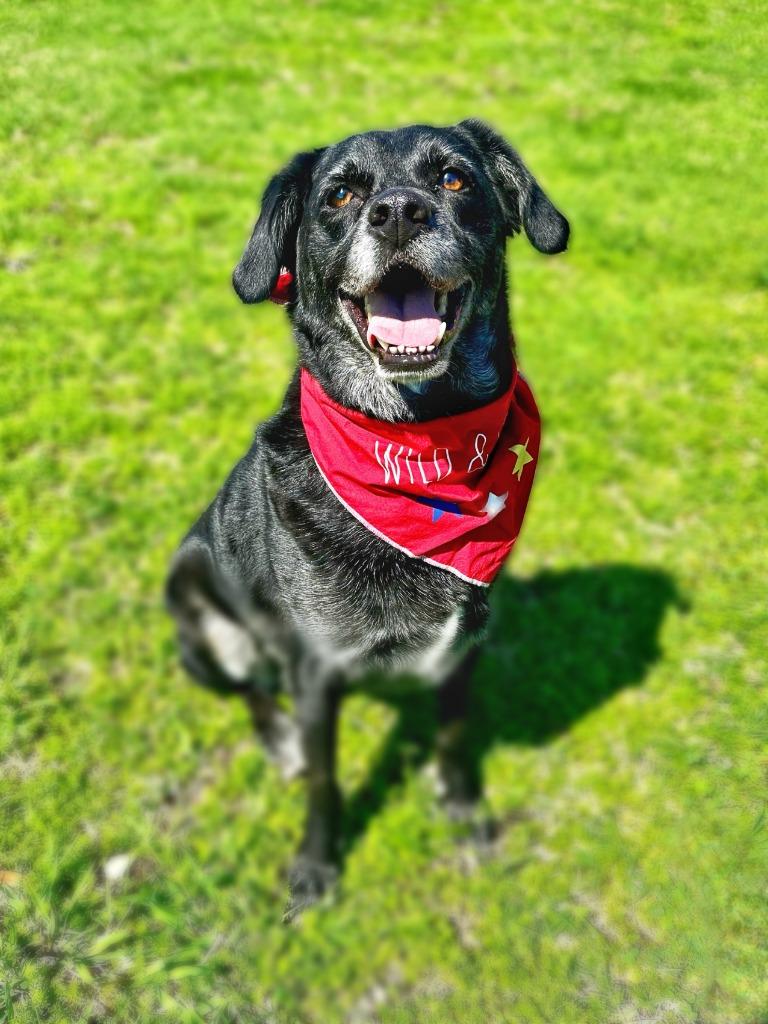 Enlarge Chase, a Adoptable mixed breed in Seagoville, TX image 3/4