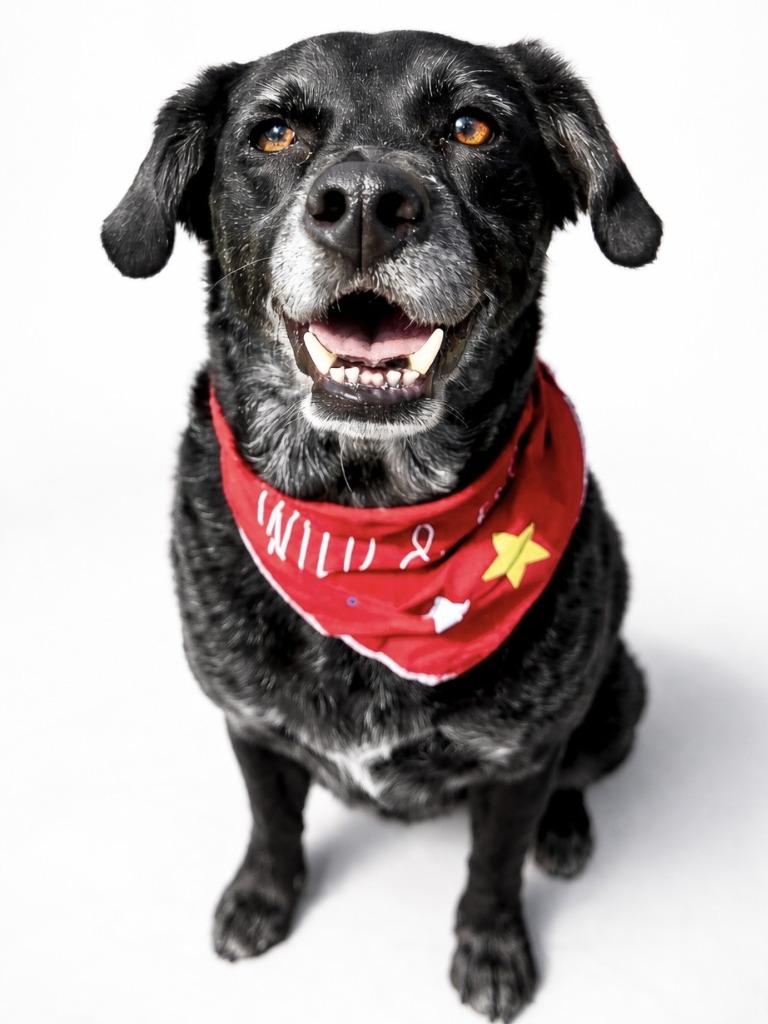 Enlarge Chase, a Adoptable mixed breed in Seagoville, TX image 4/4