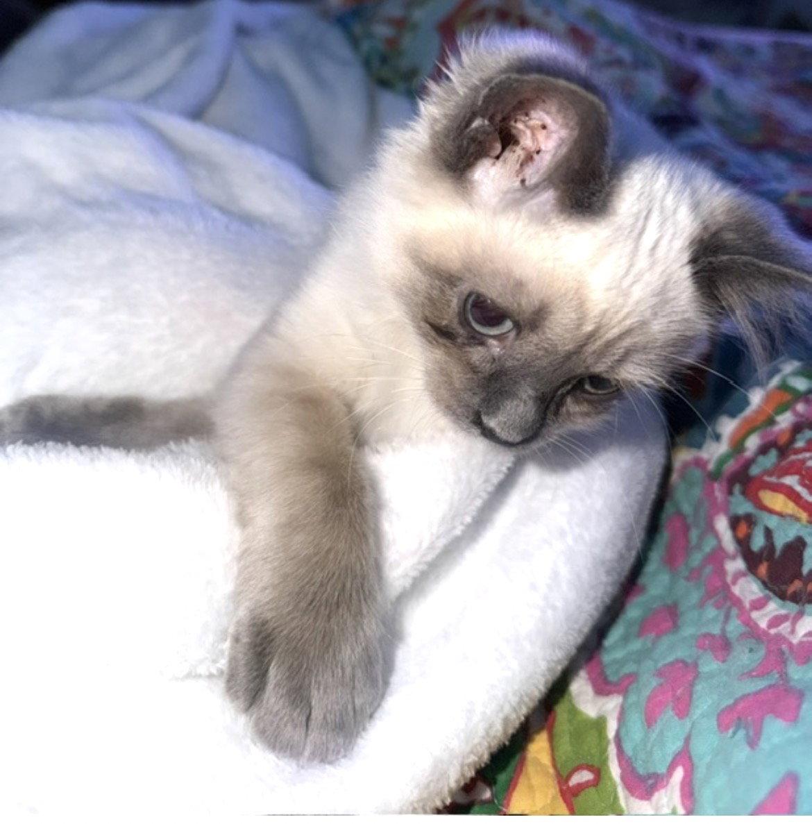 Schnitzel, Adoptable, Kitten Male Siamese.